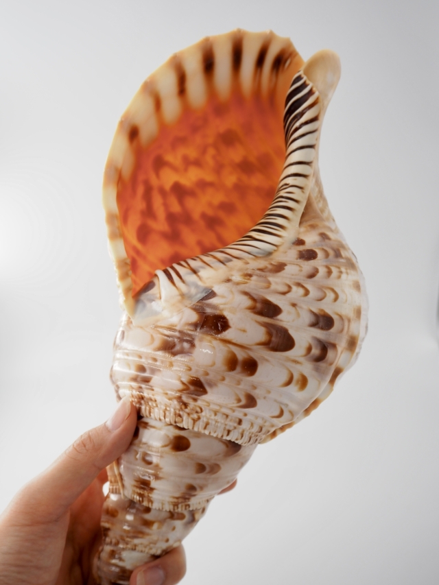 法螺貝 新鮮なホラ貝 色味や模様がとても美しい 35cm 900グラム前後