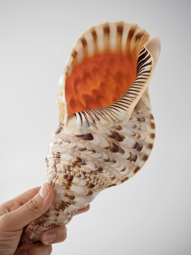 ホラガイ【30cm前後/1個】法螺貝 貝殻