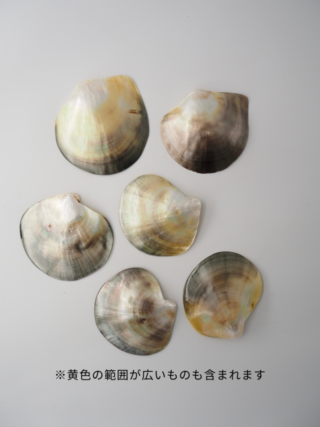 クロチョウガイ磨き【11cm前後/1枚】 En: Black MOP polished (size