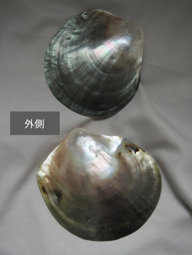 クロチョウガイ磨き【約9～10cm/1枚】En: Black MOP polished (size