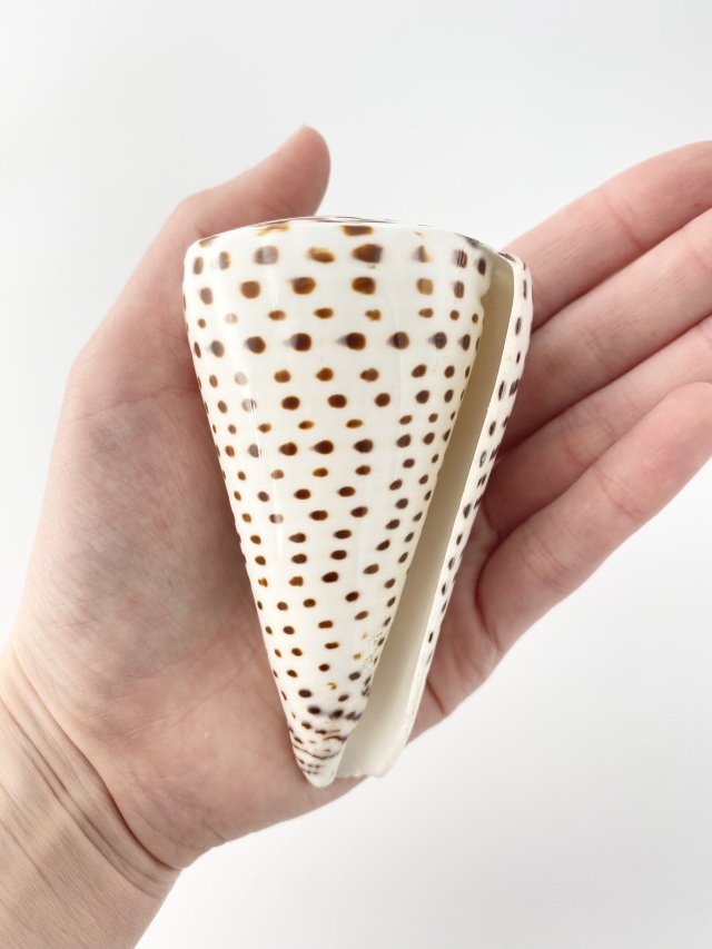 クロフモドキ（磨き）【約9～10cm/1個】 En: Conus leopardus buffed