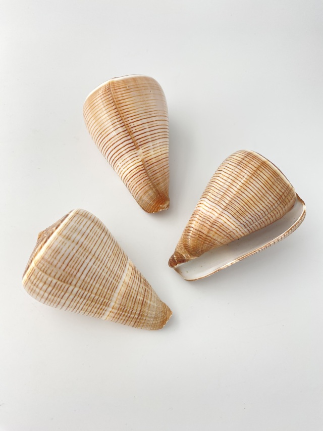 コゲスジイモガイ（自然）【約7～8cm/1個】 En: Conus Figulinus