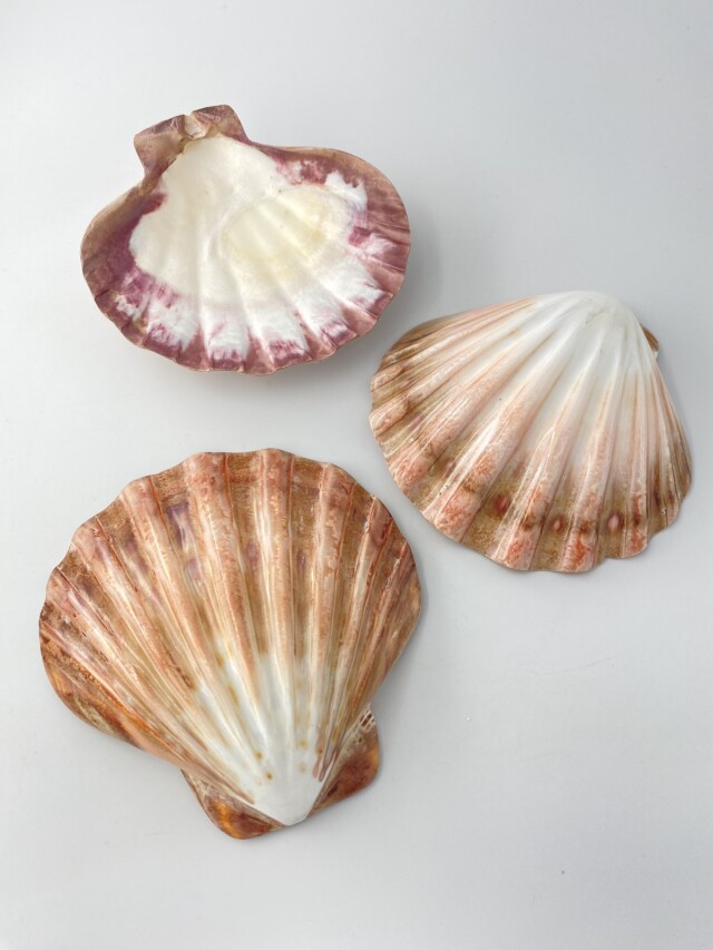 レェロピクテンサブノドソス ブラウン磨き-片面-(メキシコキンチャク