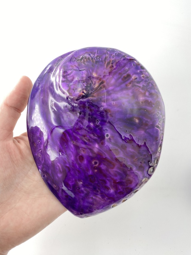 アワビ(着色)-バイオレット-【約13cm前後/1個】En: Abalone colored