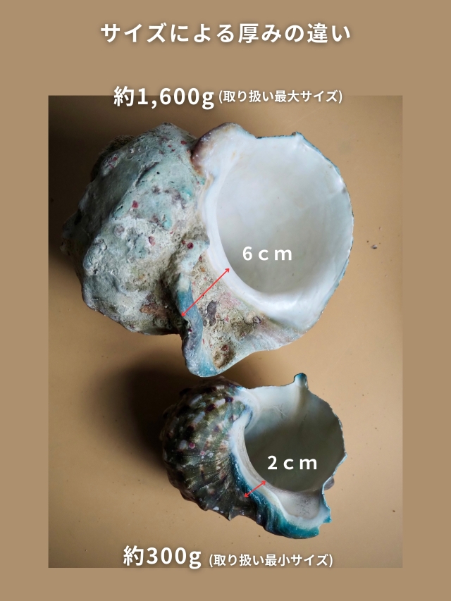 夜光貝【約1600～1800g/1個】En: Green Turbo Snail (Size:1600-1800g