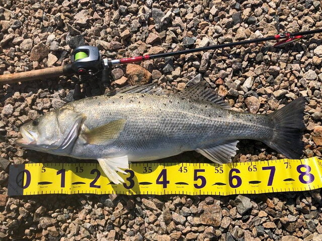 Huerco(フエルコ) XTT 711-5C+ 【シーバスルアー専門店 キング