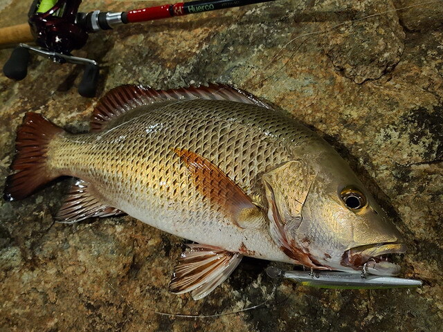 Huerco(フエルコ) XTT 711-5C+ 【シーバスルアー専門店 キング