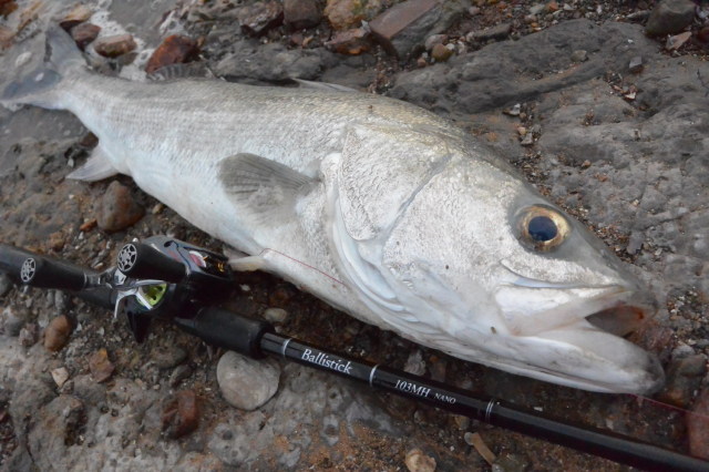 ヤマガブランクス 【シーバスルアー専門店 キングフィッシャー】