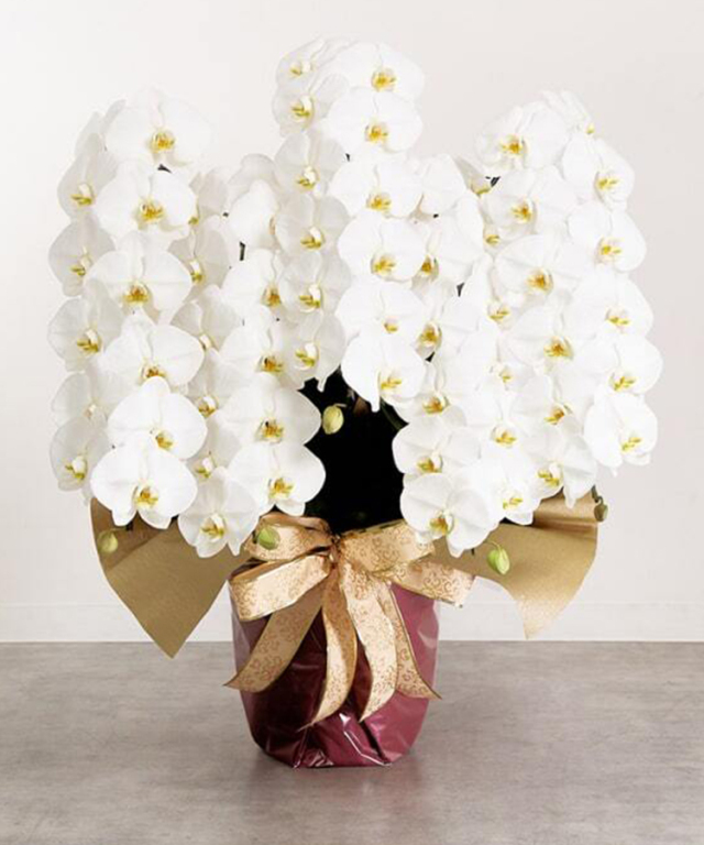 胡蝶蘭 白 5本立ち65輪程度 生花｜お祝いギフトなら胡蝶蘭専門店【らんや】