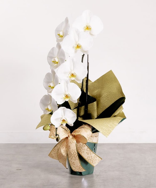 胡蝶蘭 白 1本立ち10輪程度 生花 ｜お祝いギフトなら胡蝶蘭専門店