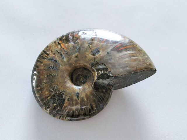 小物1 アンモナイト化石 光沢あり 小物1 アンモナイト化石 光沢あり