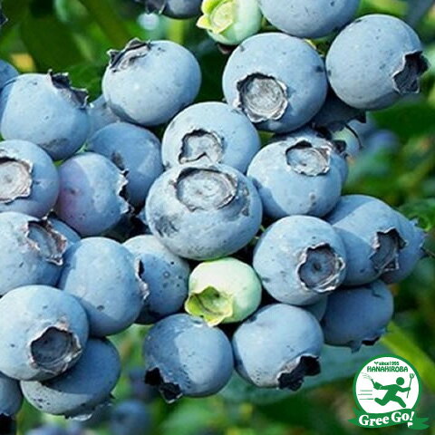 ブルーベリー 苗 【デライト （ラビットアイ系）】 2年生 挿し木苗