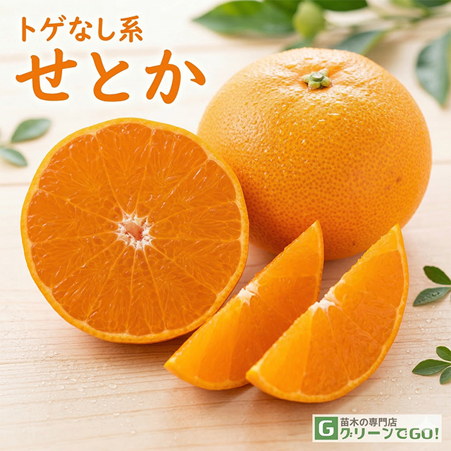 せとか 苗木 【せとか ［登録品種］】 3年生 接ぎ木 約1.0m 大苗