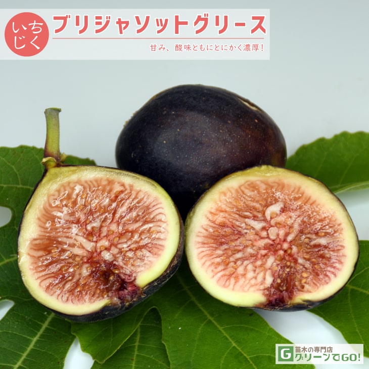 イチジク 苗 【ブリジャソットグリース】 2年生 挿し木 ポット苗