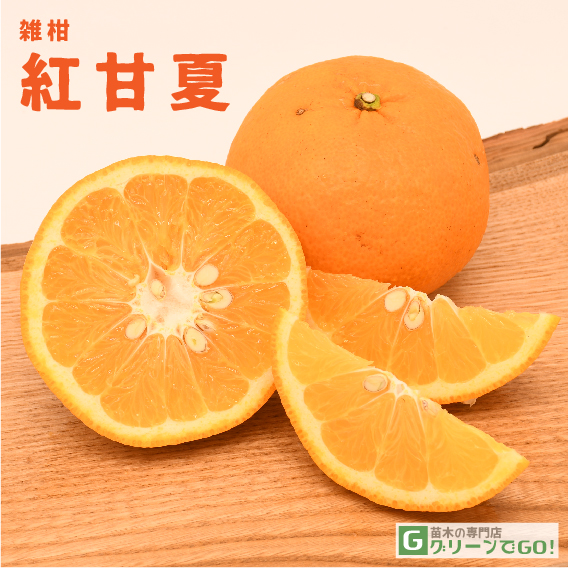 オレンジ 苗木 【紅甘夏 （べにあまなつ）】 3年生 接ぎ木 約1.0m 大苗