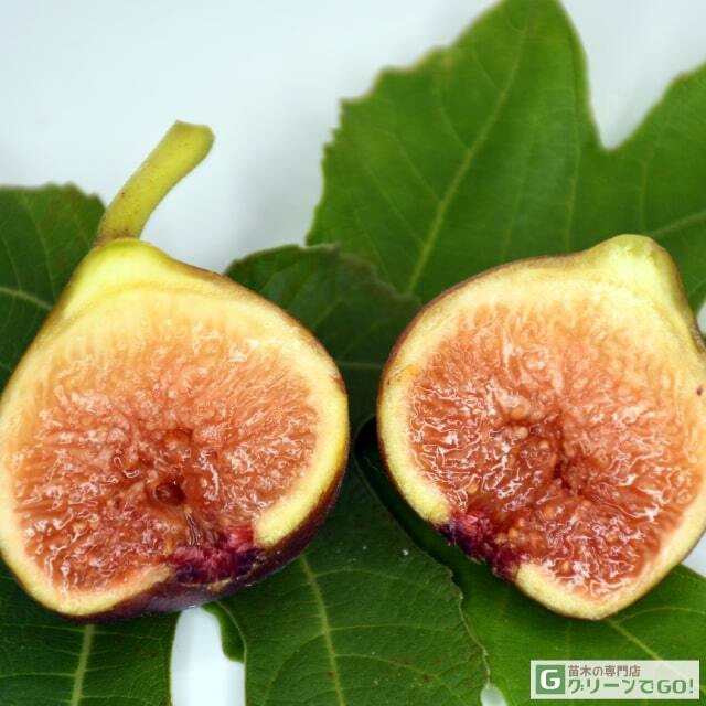 イチジク 苗 【ヨルダン】 2年生 挿し木 ポット苗