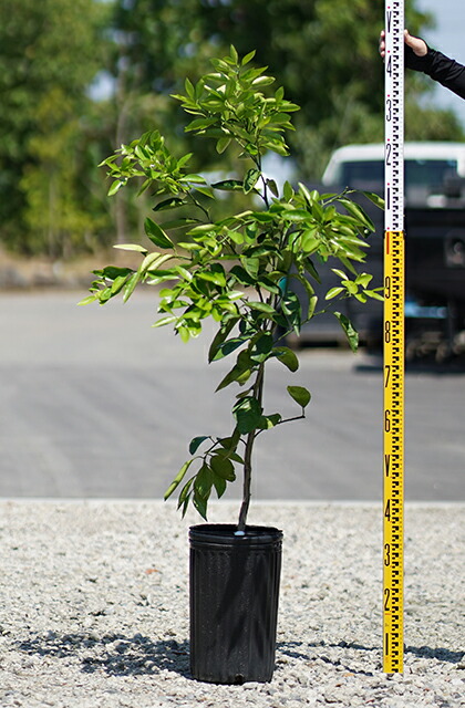 デコポン 苗木 【デコポン （不知火）】 3年生 接ぎ木 約1.0m 大苗