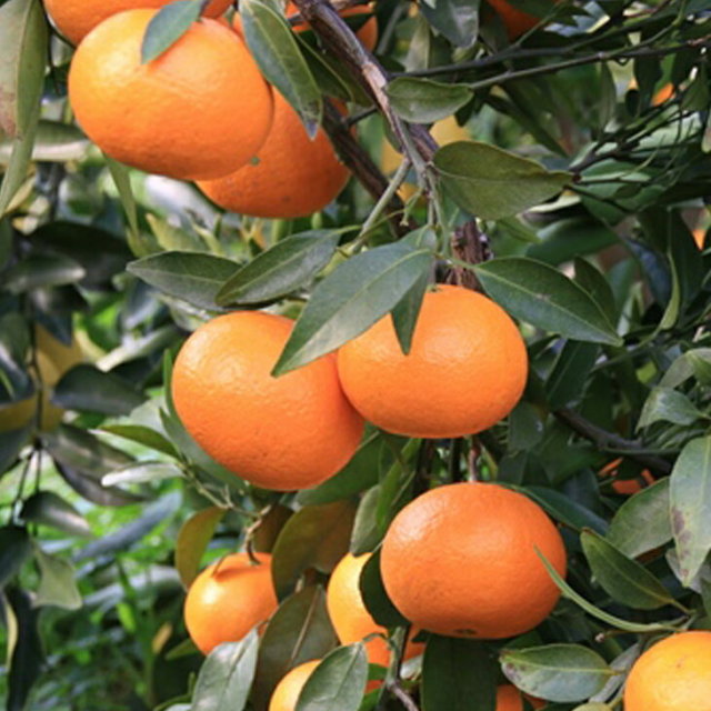 みかん 苗木 【津之輝 （つのかがやき） ［登録品種］】 3年生 接ぎ木