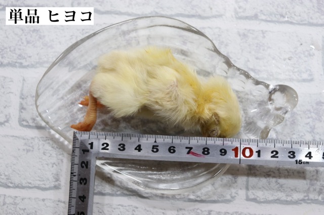 冷凍 国産 新鮮な ヒヨコ 30羽