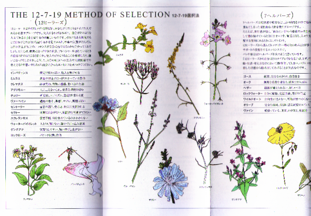 バッチフラワーレメディ/ヒーリングハーブス社 パンフレット