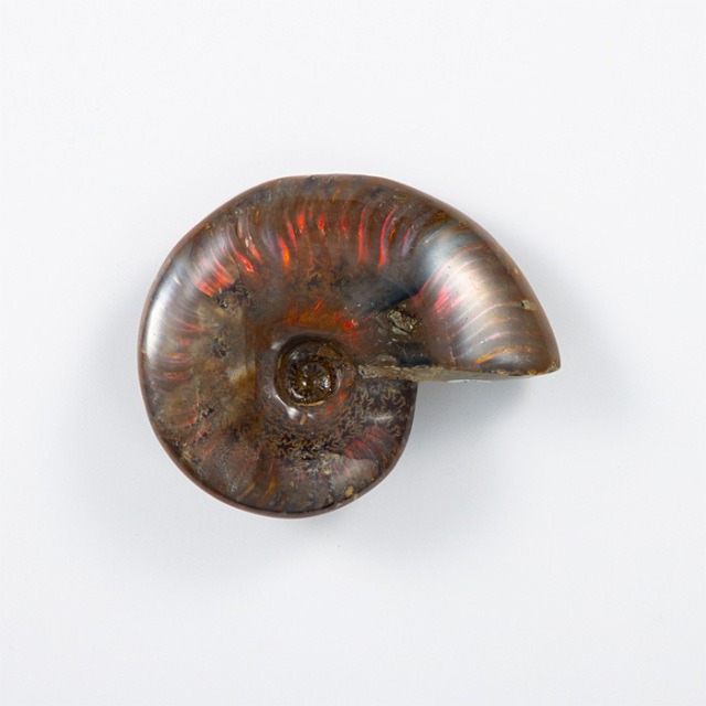 オパール化アンモナイト 化石 （マダガスカル産） No.40 | 神棚・神具