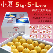 小夏・1.3kg・Sサイズ・贈答用