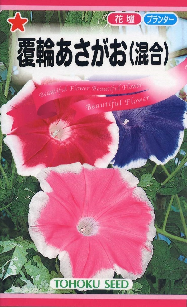 朝顔（あさがお） Morning Glory Gardener's Shop Ivy