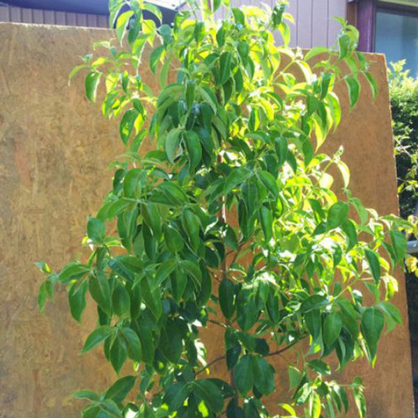 常緑ヤマボウシ ホンコンエンシス 「月光」 株立ち 樹高1.8～2.0m前後