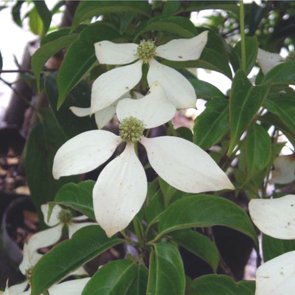 常緑ヤマボウシ ホンコンエンシス 「月光」 株立ち 樹高1.8～2.0m前後