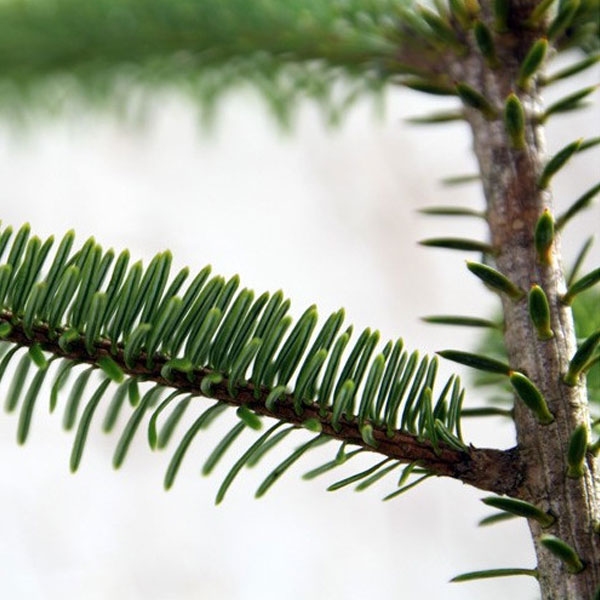 もみの木 (ウラジロモミ) 樹高1.0m前後 (根鉢含まず) クリスマスツリー