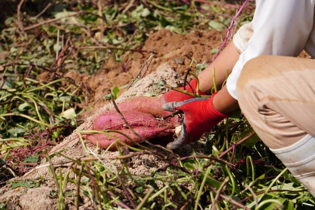 竹田農園 プレミアム紅はるか｜丹後王国こだわり市場