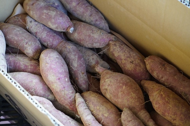 竹田農園 プレミアム紅はるか｜丹後王国こだわり市場