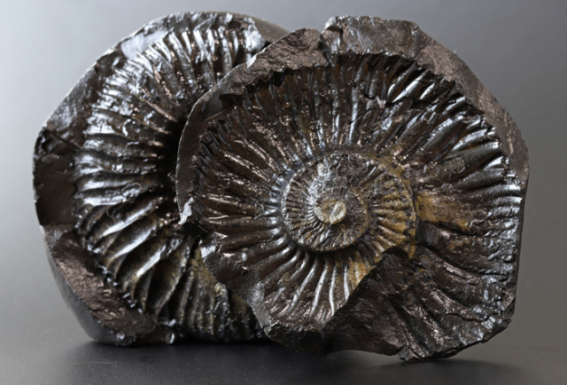 限定！ヒマラヤ産サリグラム（アンモナイト）の 四臂観音菩薩（四手