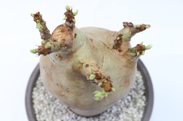 マクロプス ウター変種 輸入球 A1827☆キフォステンマ 塊根植物