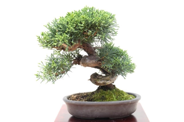 真柏 A2816☆シンパク 松柏類 ミニ盆栽☆「送料無料」浦部陽向園