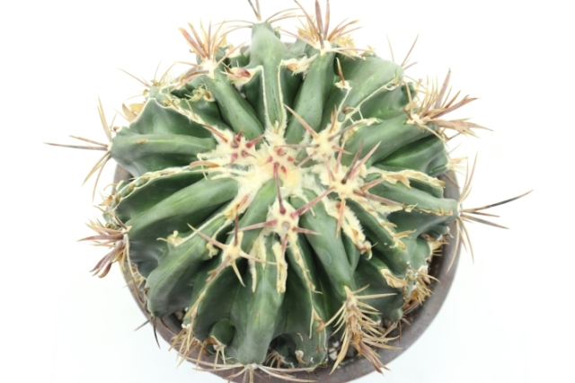 綾波モンスト(接降し株 台：袖ヶ浦) A2825☆アヤナミ ホマロケファラ