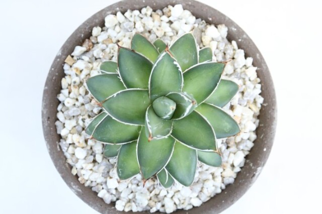 王妃笹の雪B型 実生 A3377☆アガベ 多肉植物☆「送料無料」浦部陽向園