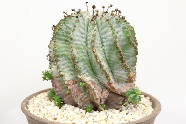 ユーフォルビアホリダ White zebra S胴太 親株 カキ子3株付き 雌株