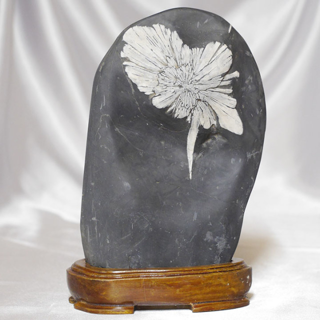 菊花石 No.260 【鑑賞用鉱石】 高さ:約22cm 幅:約14cm 重さ:約2.5kg