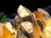 アーカンソー産ゴールデンヒーラー クラスター