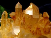 アーカンソー産ゴールデンヒーラー クラスター