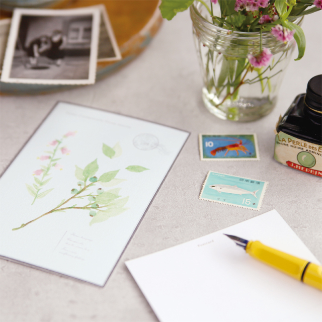 VP-14：バラエティポストカード グリーン植物〔OZ〕