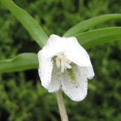 ユリ科 バイモ属 コシノコバイモ(越の小貝母)の苗：野草の苗販売