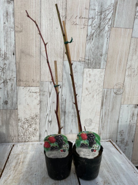 ブラックベリー「トリプルクラウン」の苗木を販売【花育通販】