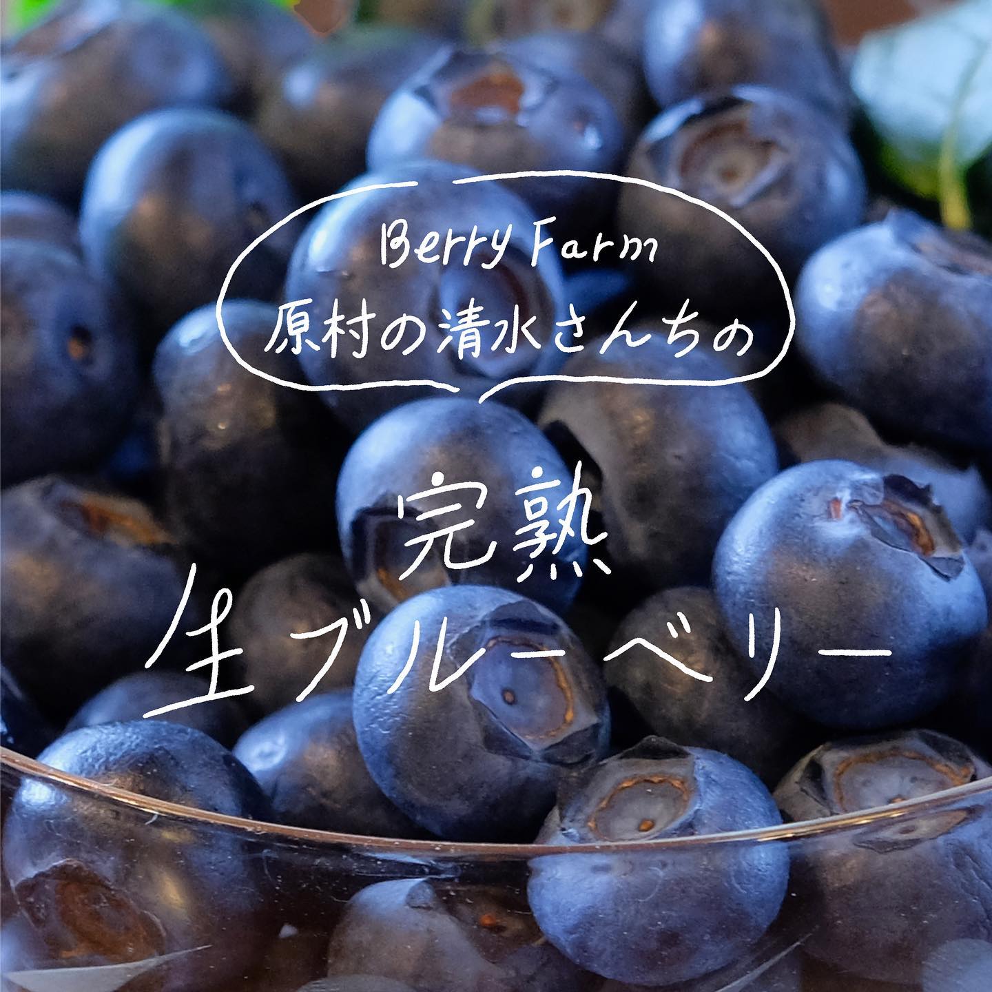 公式通販サイト】国産 朝摘み 完熟 生 ブルーベリー 800g |Berry Farm