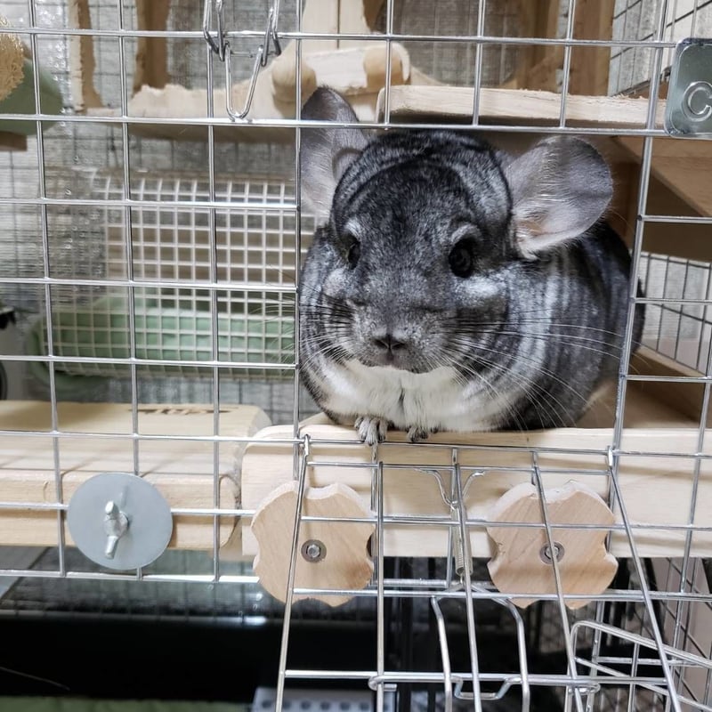 コンフォート60ハイルーフ《ロイヤルチンチラDX》 | Royal Chinchilla