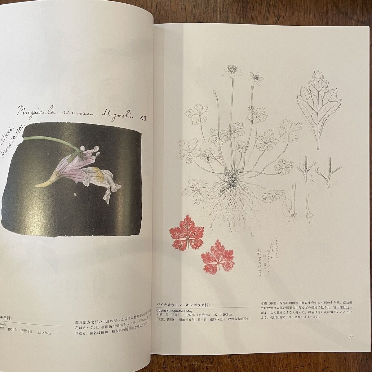 牧野富太郎植物画集」 | Frobergue online store