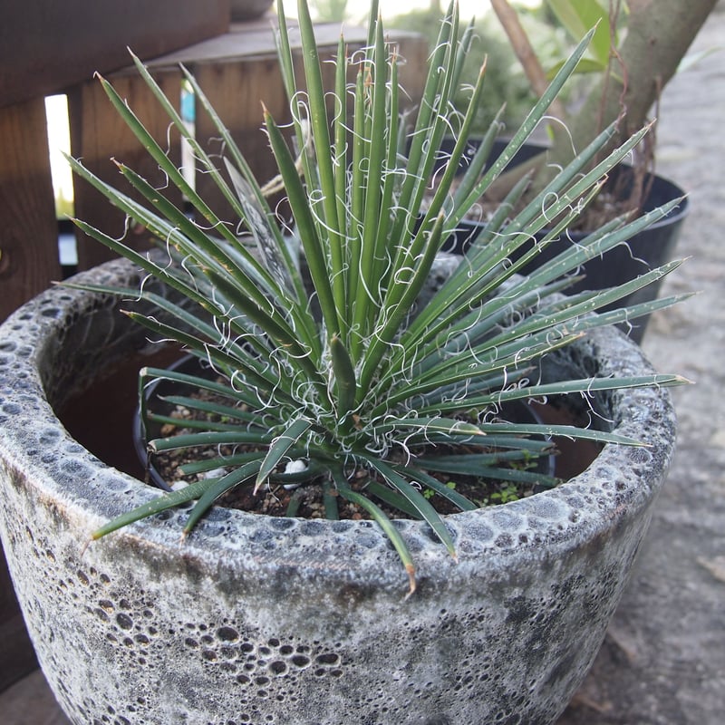 アガベ ジェミニフローラ | 花と器 biJi