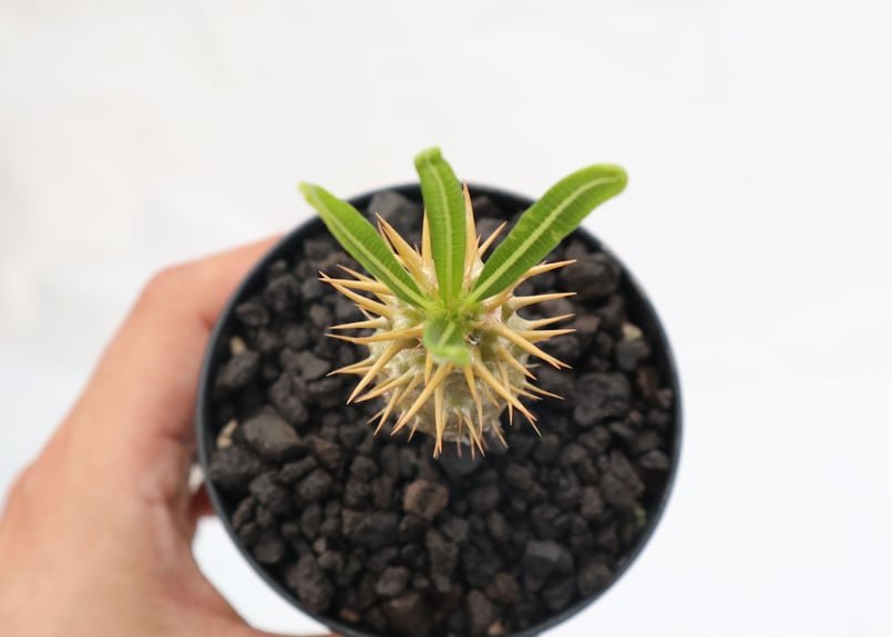 パキポディウム アンボンゲンセ 実生 №5 | mana's farm:塊根植物