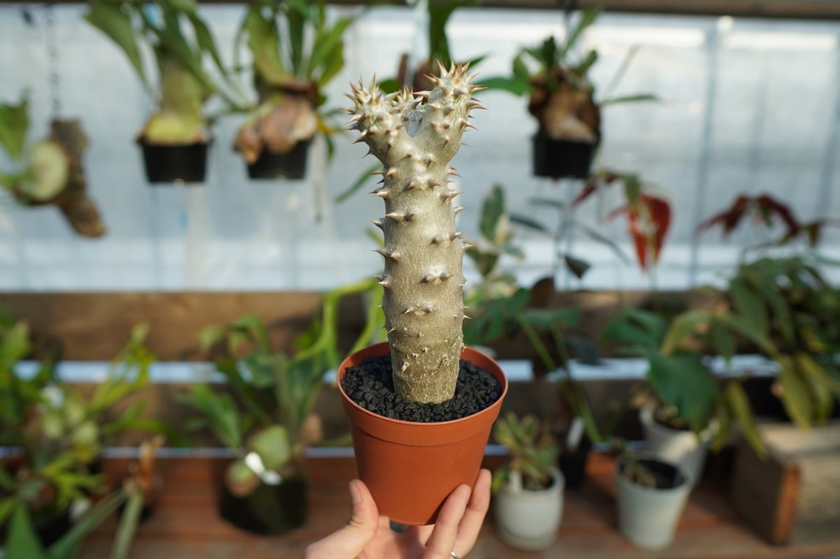 パキポディウム デンシフローラム No.3 | mana's farm:塊根植物